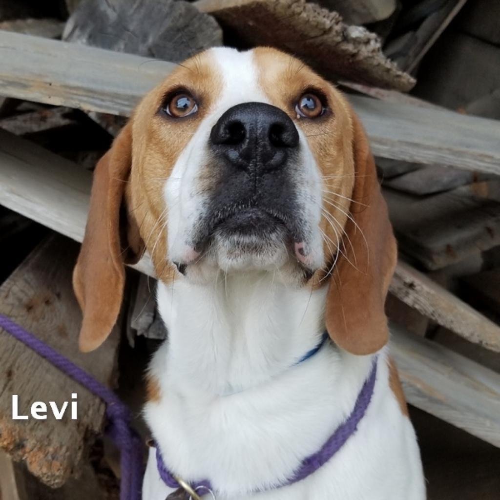 Enlarge Levi, a Adoptable mixed breed in Madisonville, TN image 5/5