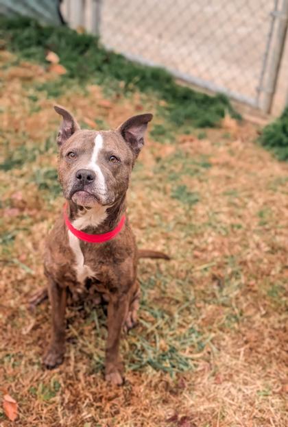 Candy, Adoptable, Adult Female Mixed Breed & Mixed Breed.