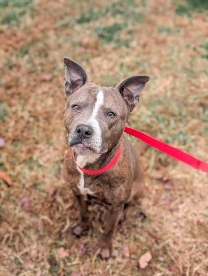 Enlarge Candy, a Adoptable mixed breed in Reidsville, NC image 1/2