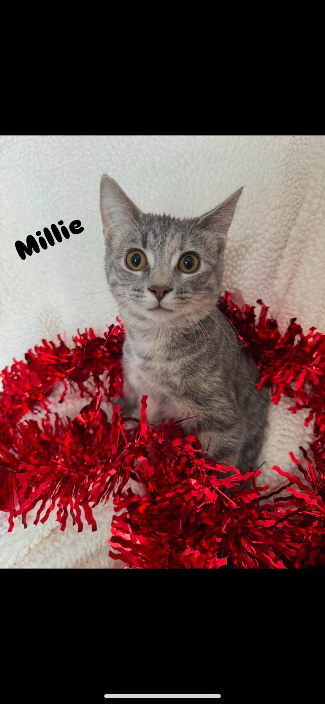 Enlarge Millie, a Adopted Domestic Short Hair in Niles, MI image 1/1