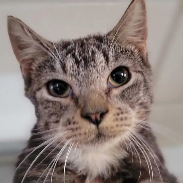 Motyl, a Adoptable Domestic Short Hair in Florham Park, NJ image 1/3