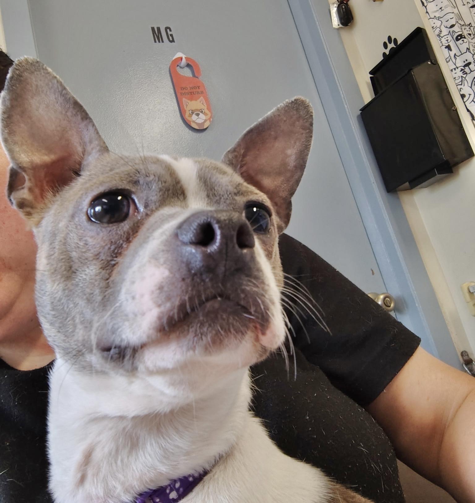 Enlarge Huey, an adopted Boston Terrier in Manchester, CT image 4/4