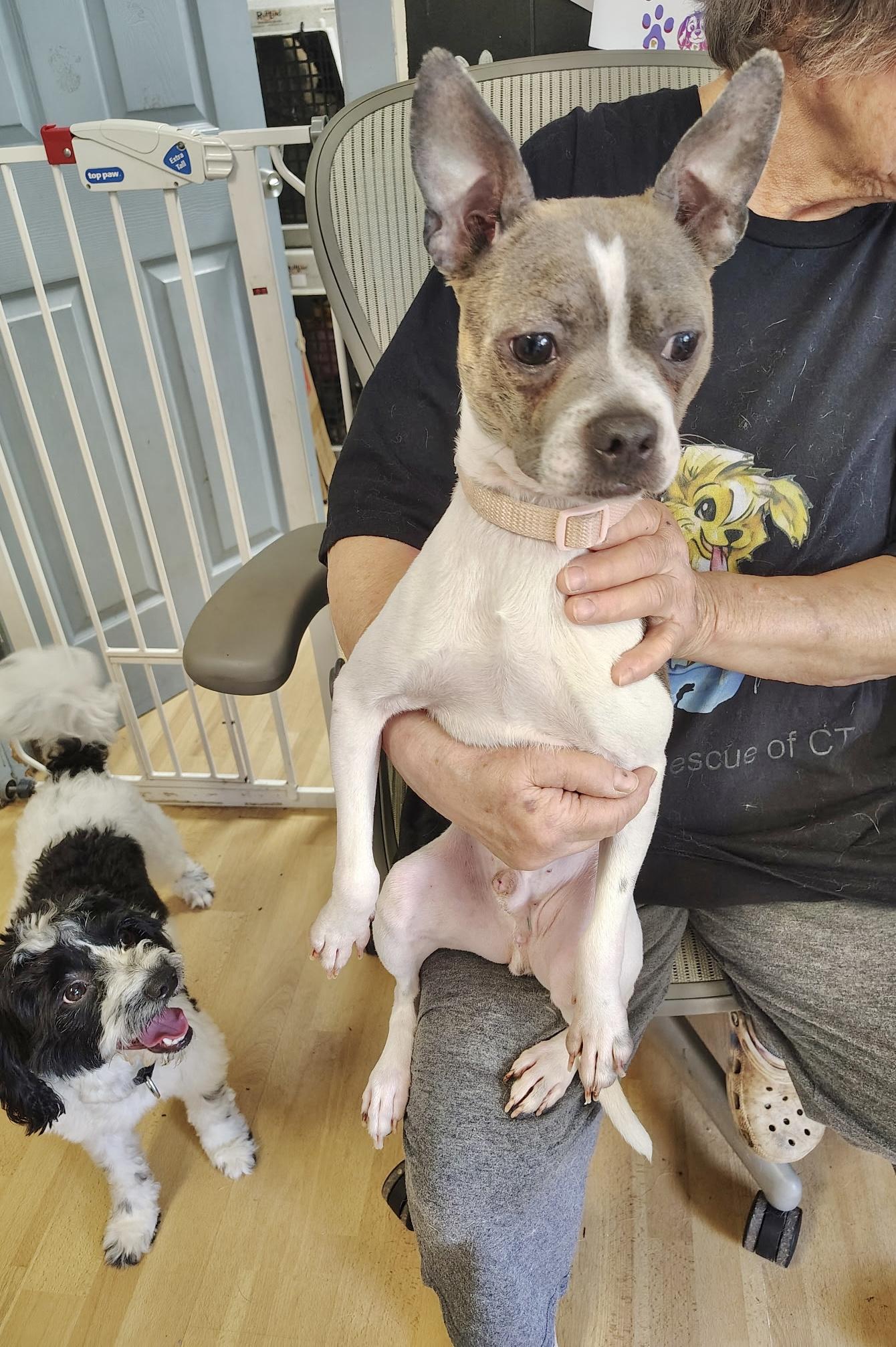 Enlarge Huey, an adopted Boston Terrier in Manchester, CT image 2/4