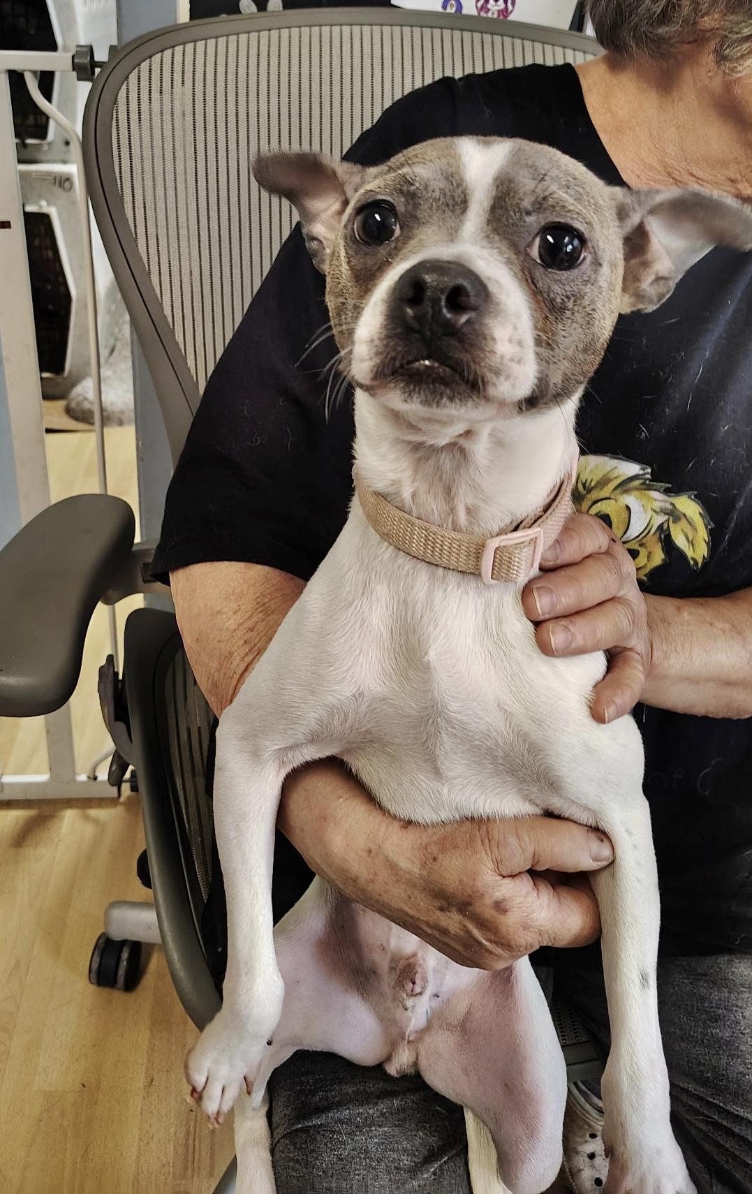 Enlarge Huey, an adopted Boston Terrier in Manchester, CT image 3/4
