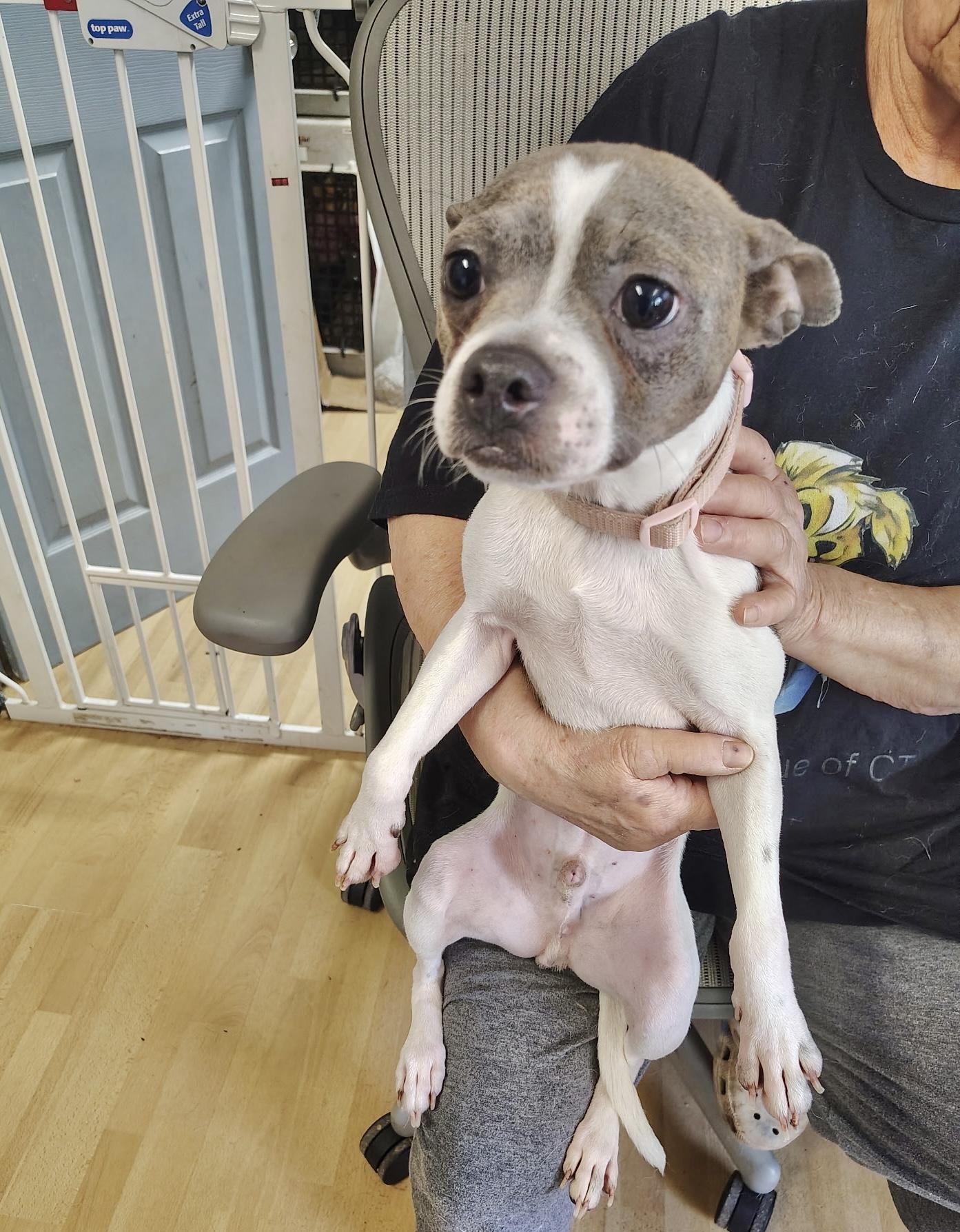 Enlarge Huey, an adopted Boston Terrier in Manchester, CT image 1/4