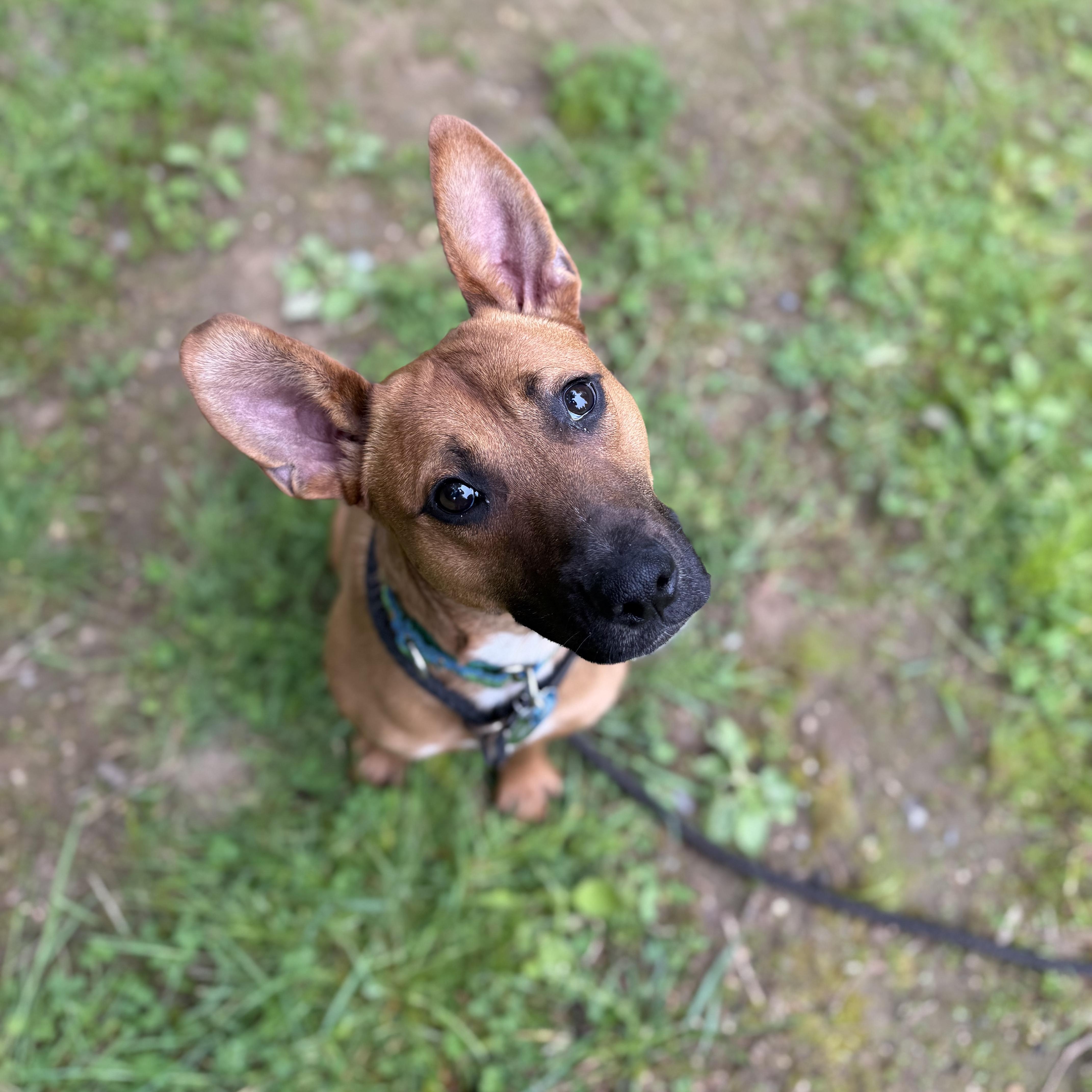 Rolo