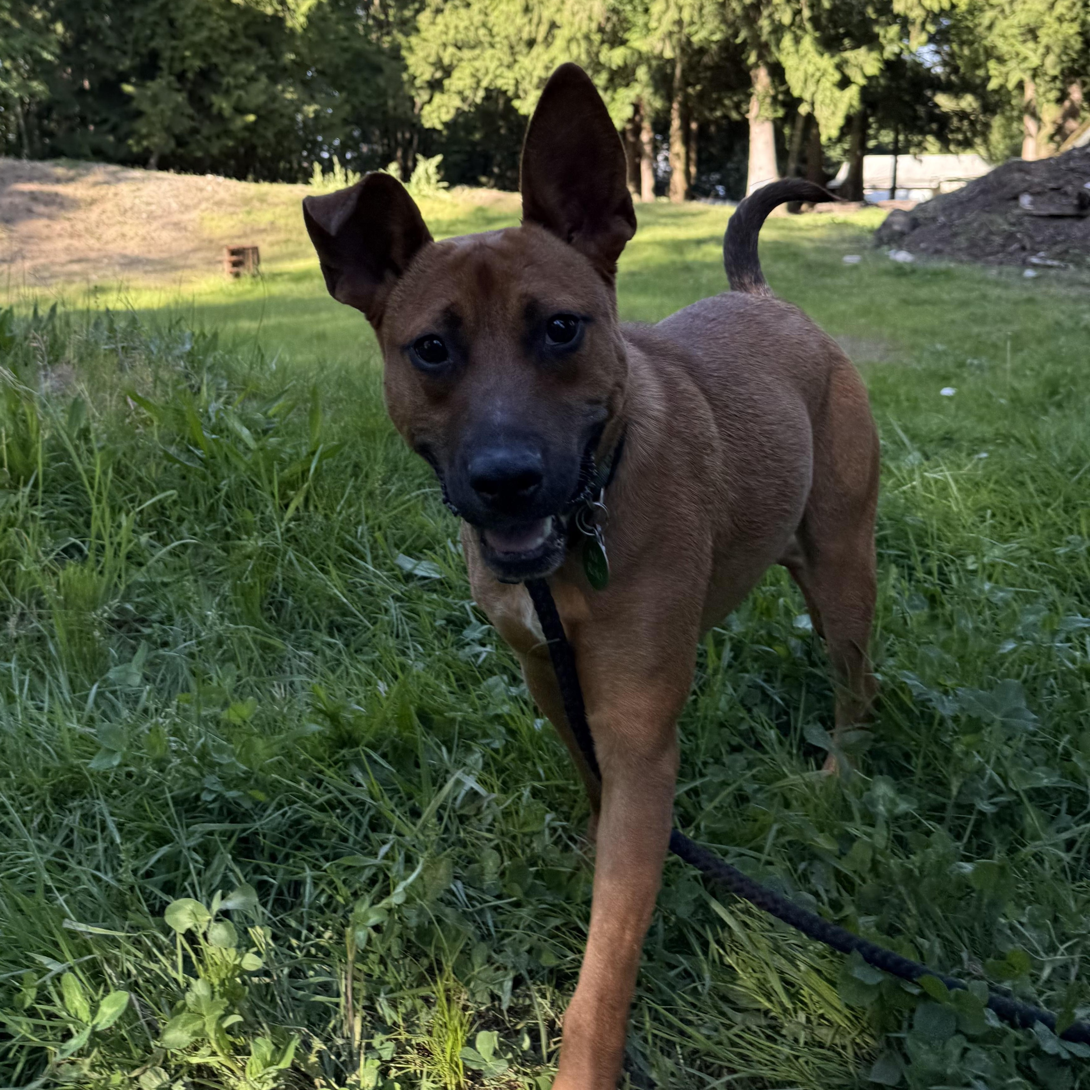 Rolo