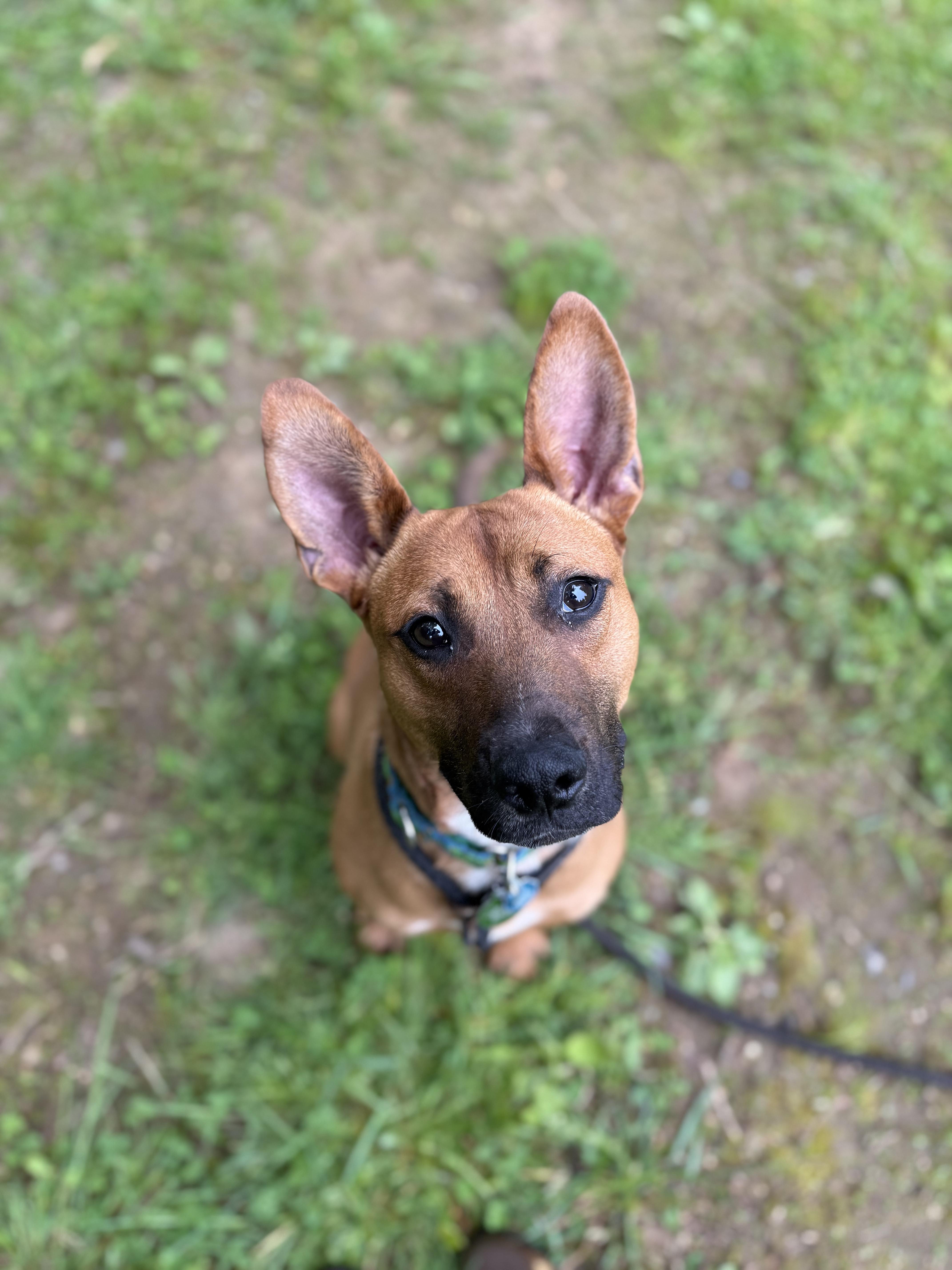 Rolo