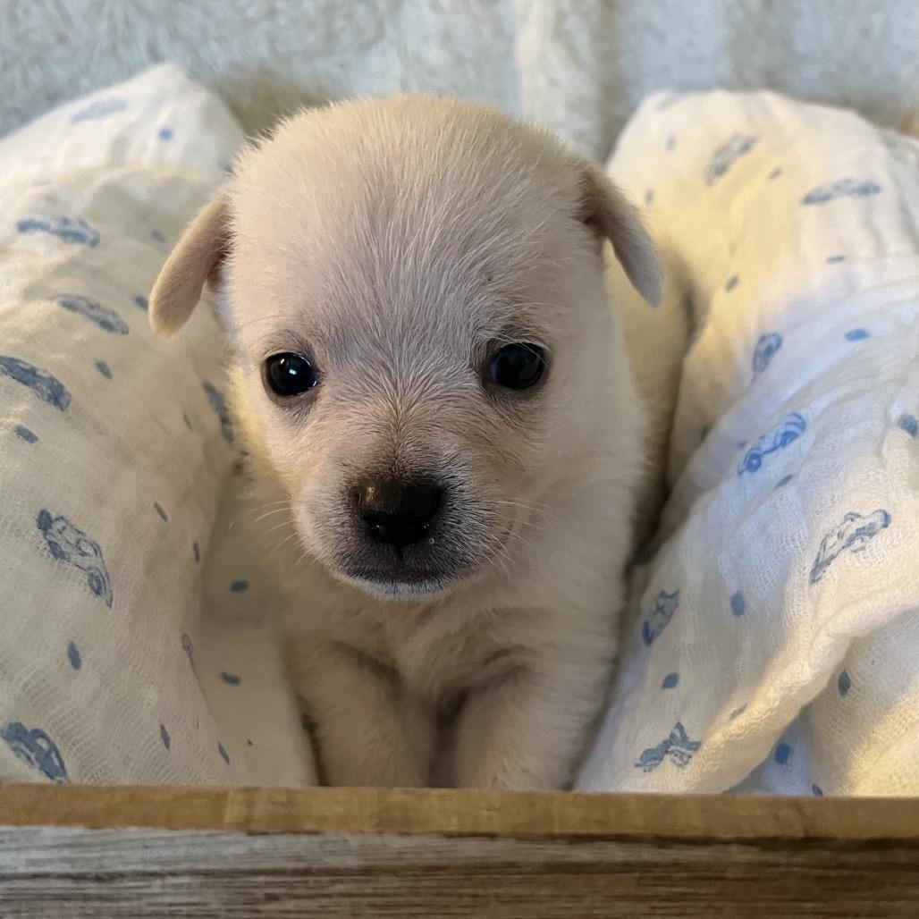 River, Adoptable, Puppy Male Terrier & Mixed Breed.