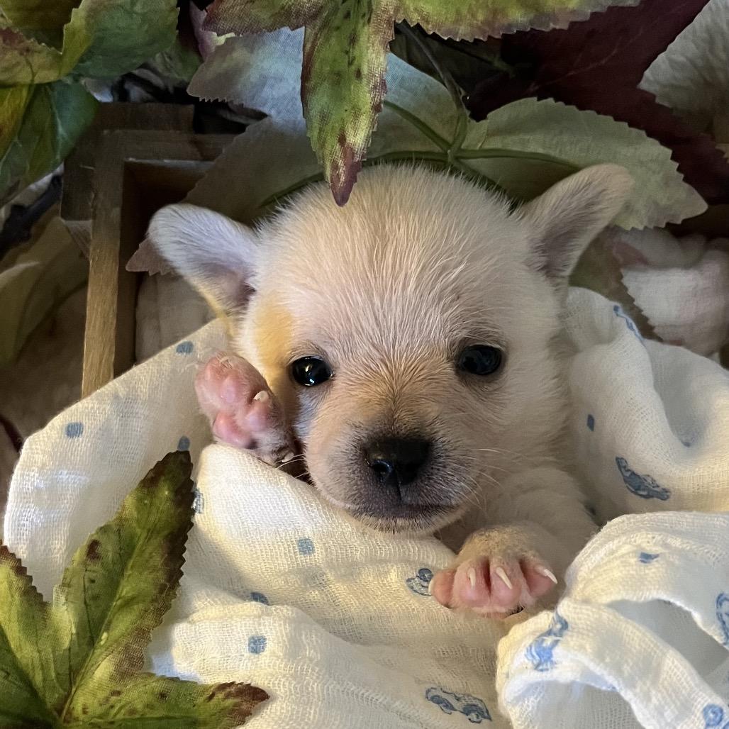 Enlarge River, a Adoptable mixed breed in Sacramento, CA image 2/6