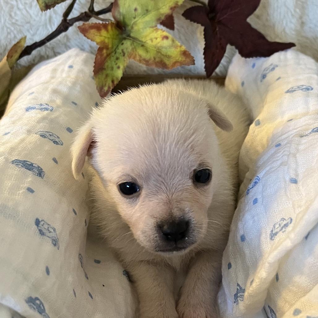 Enlarge River, a Adoptable mixed breed in Sacramento, CA image 3/6