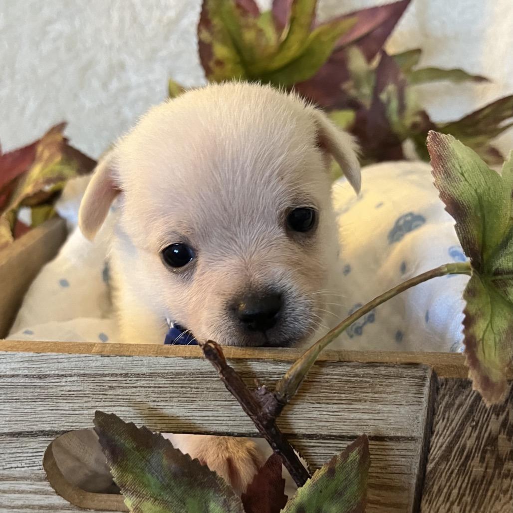 Enlarge River, a Adoptable mixed breed in Sacramento, CA image 5/6