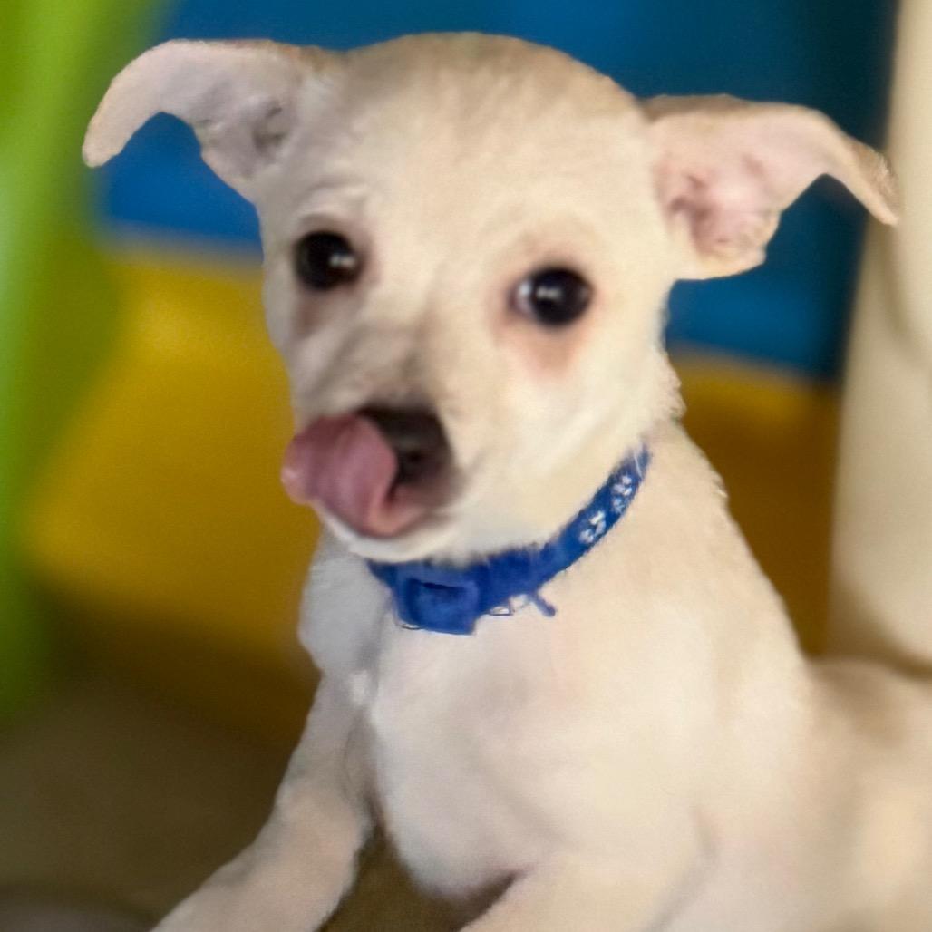 Enlarge River, a Adoptable mixed breed in Sacramento, CA image 6/6