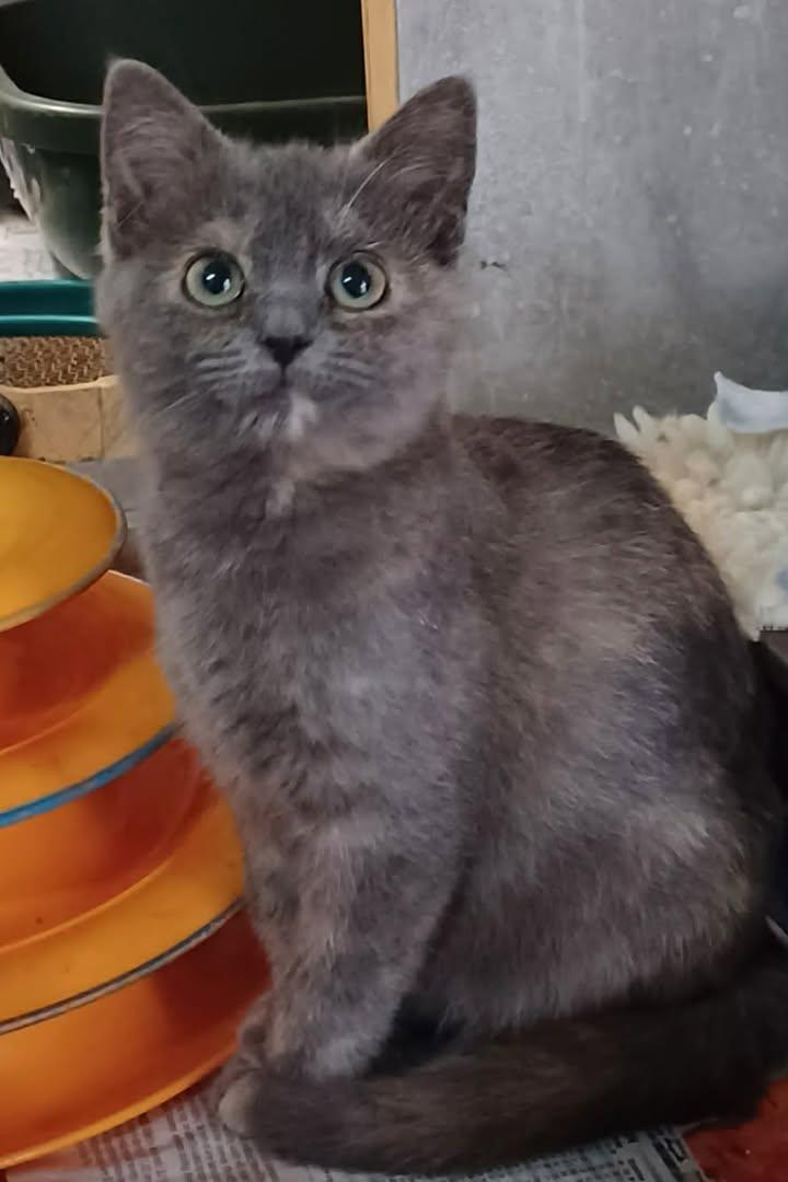 Sugarplum, a ADOPTABLE Domestic Short Hair in Greenville, NC image 4/5