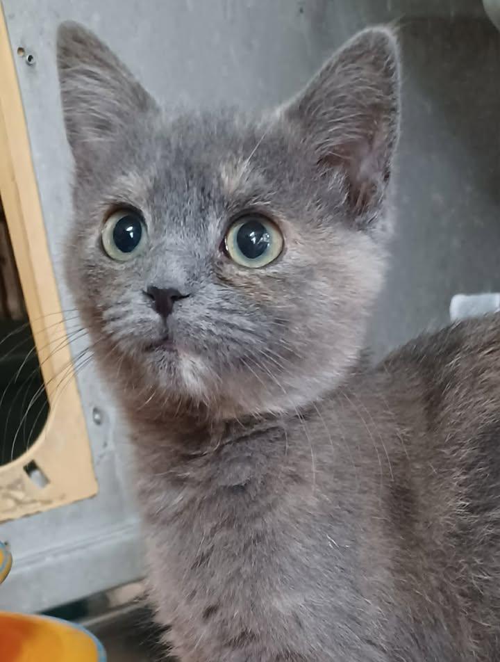 Sugarplum, a ADOPTABLE Domestic Short Hair in Greenville, NC image 3/5