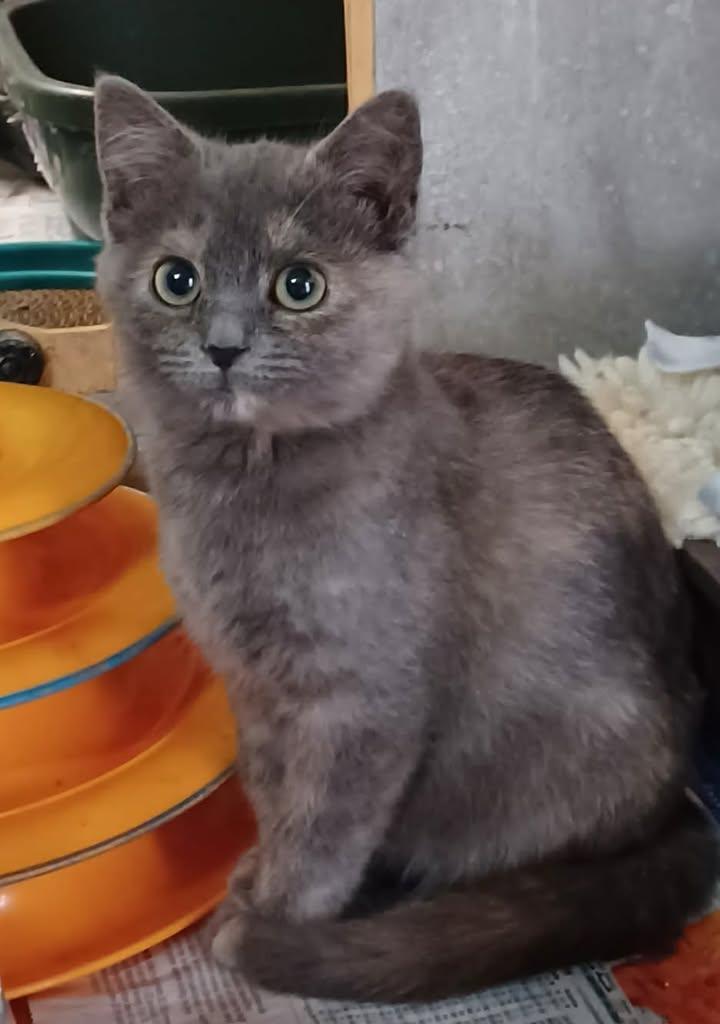 Sugarplum, a ADOPTABLE Domestic Short Hair in Greenville, NC image 2/5