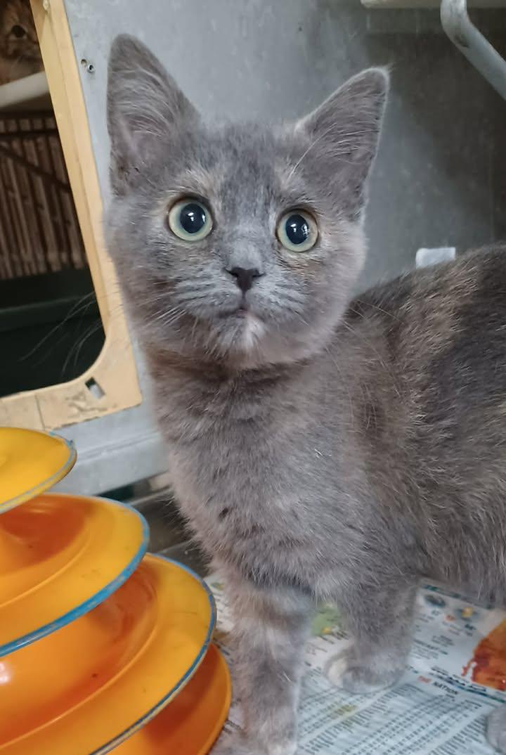 Sugarplum, a ADOPTABLE Domestic Short Hair in Greenville, NC image 5/5