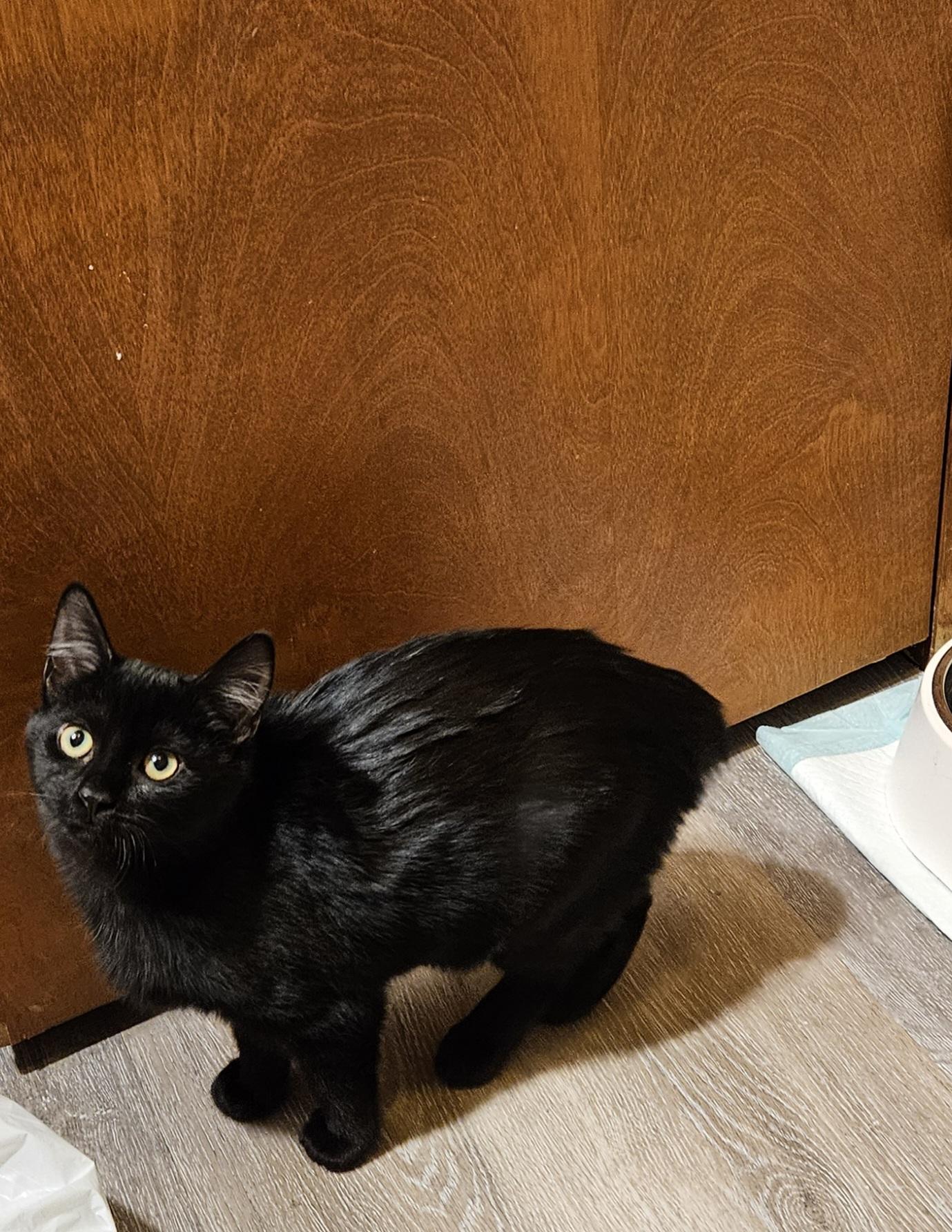 Onyx , adopted, Young Female Domestic Short Hair & Manx.