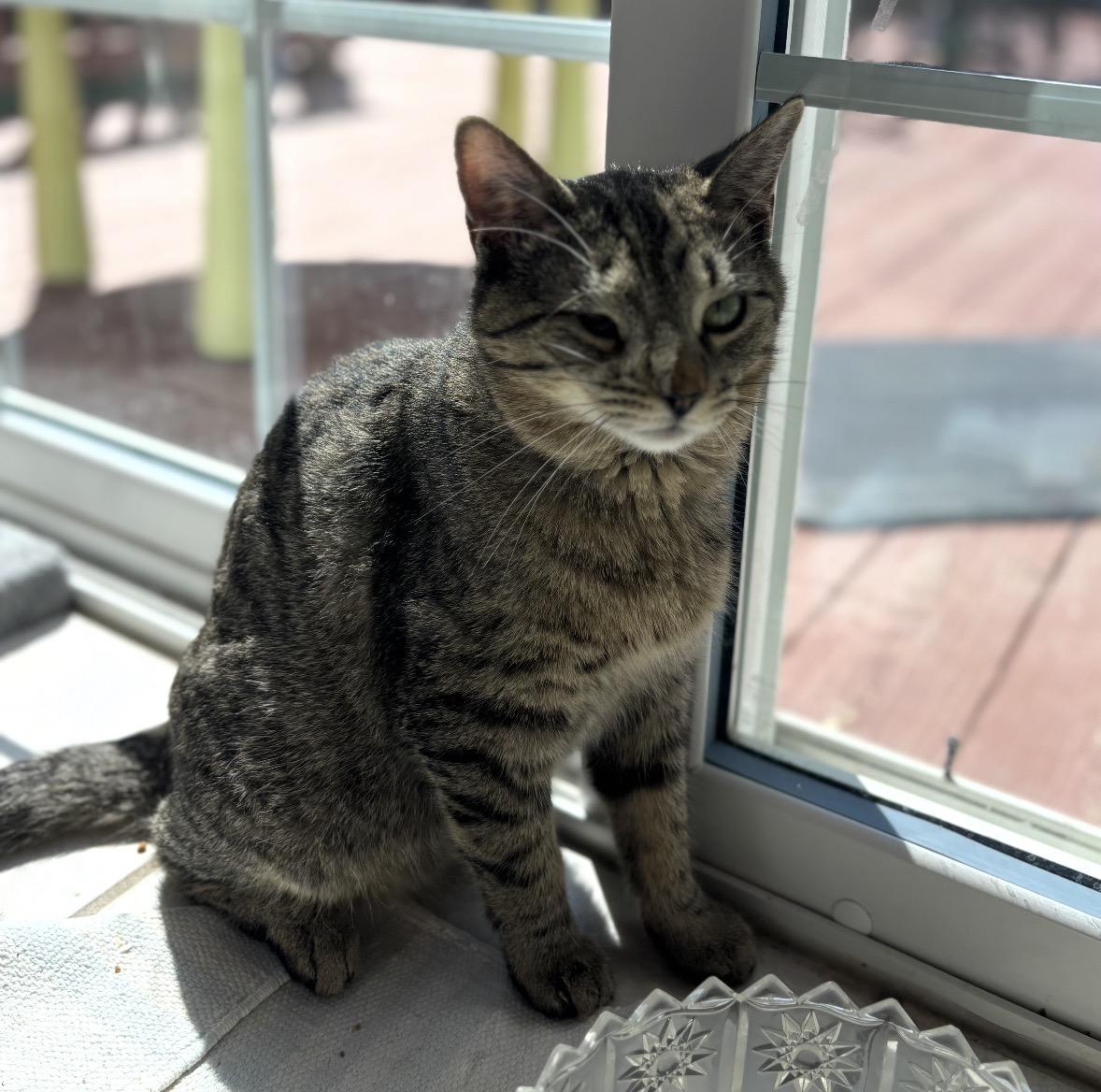 Enlarge Oscar, an adoptable Domestic Short Hair in Maineville, OH image 1/6