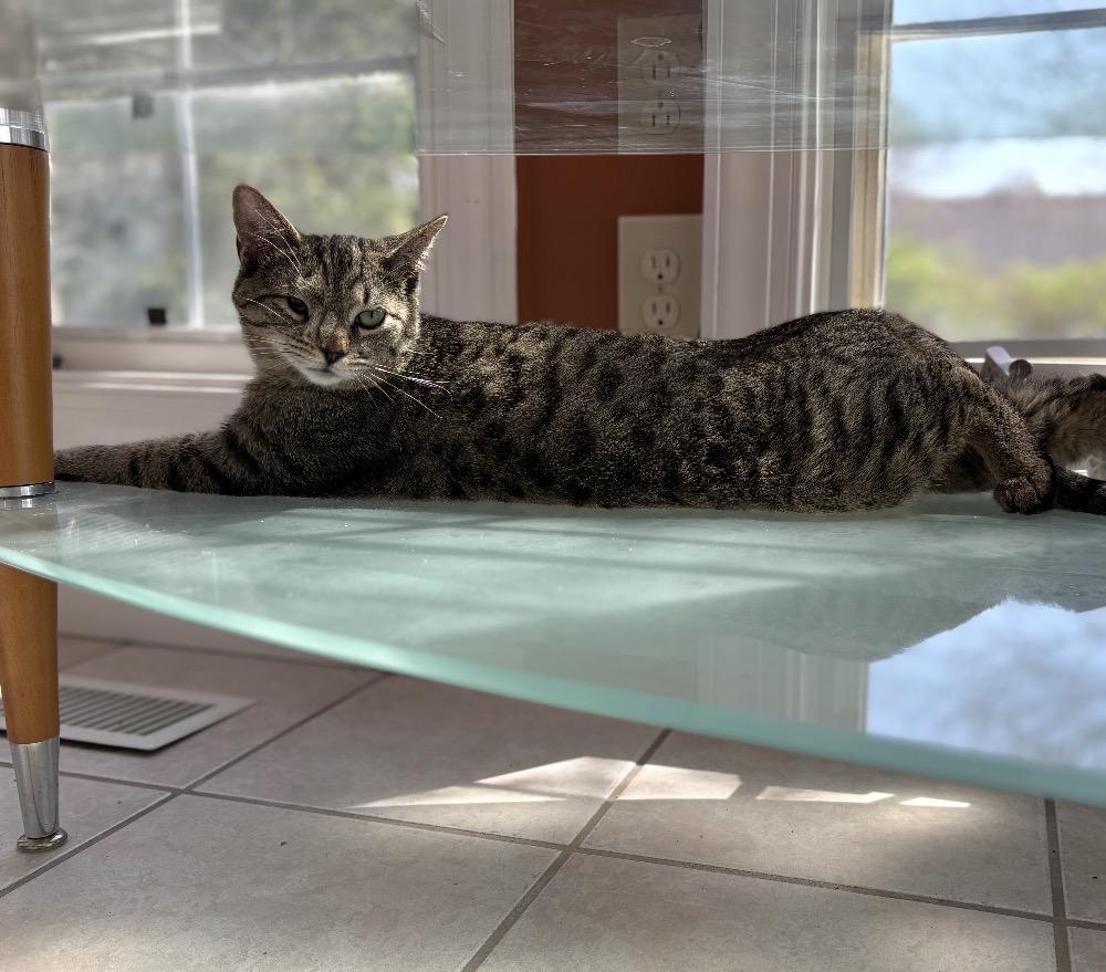 Enlarge Oscar, an adoptable Domestic Short Hair in Maineville, OH image 5/6