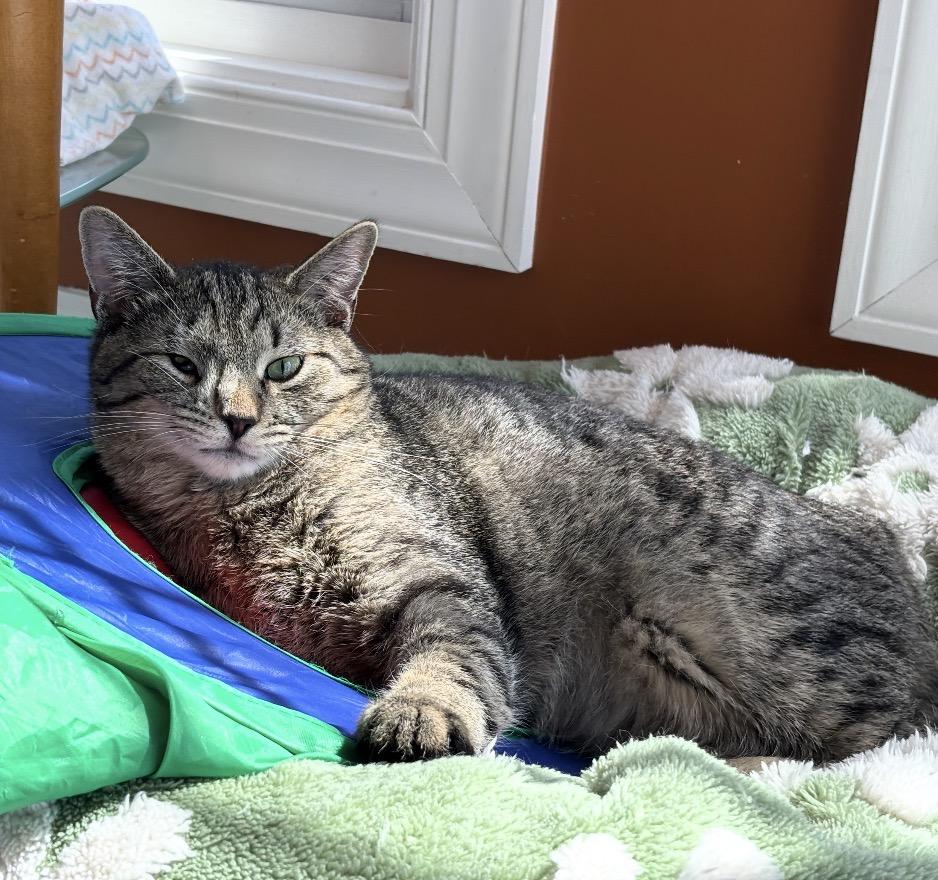 Enlarge Oscar, an adoptable Domestic Short Hair in Maineville, OH image 2/6