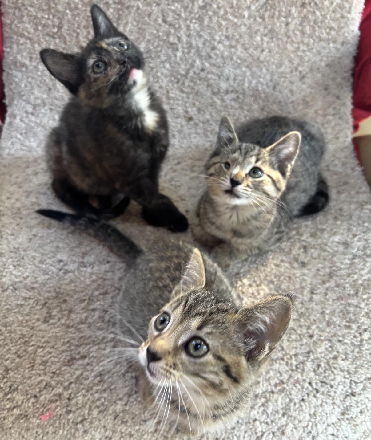 Enlarge Oscar, an adoptable Domestic Short Hair in Maineville, OH image 4/6