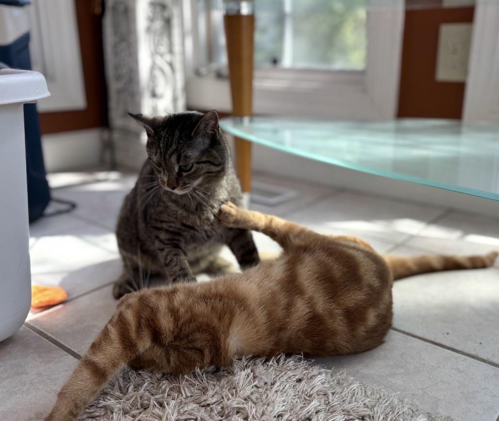 Enlarge Oscar, an adoptable Domestic Short Hair in Maineville, OH image 6/6