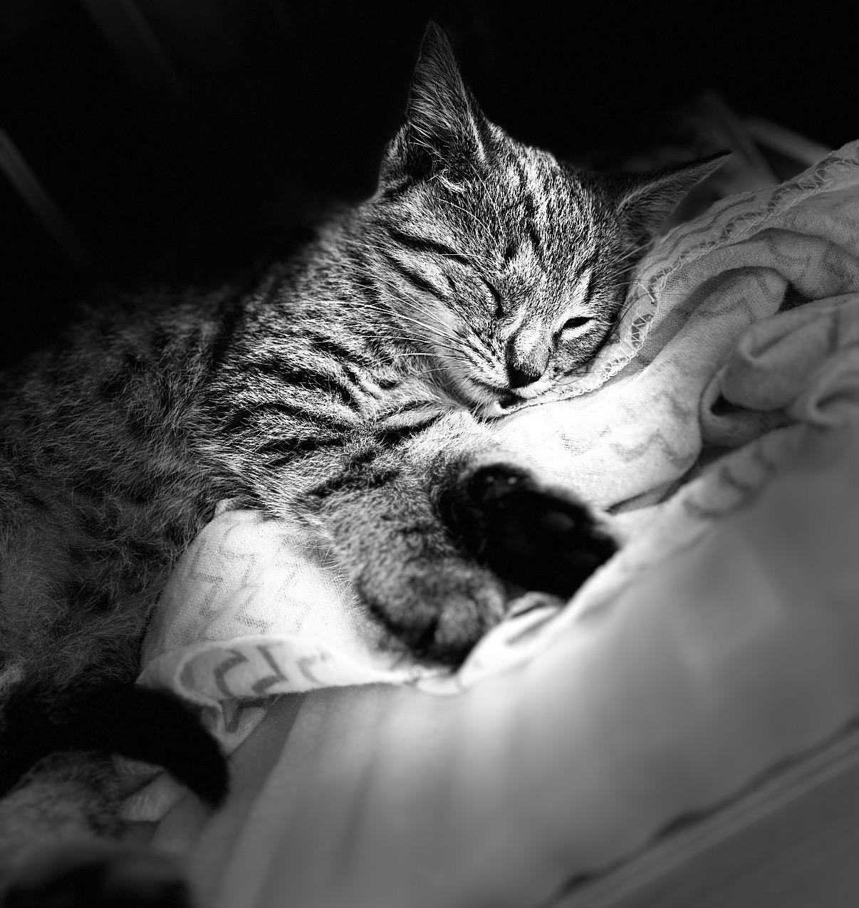 Enlarge Oscar, an adoptable Domestic Short Hair in Maineville, OH image 3/6