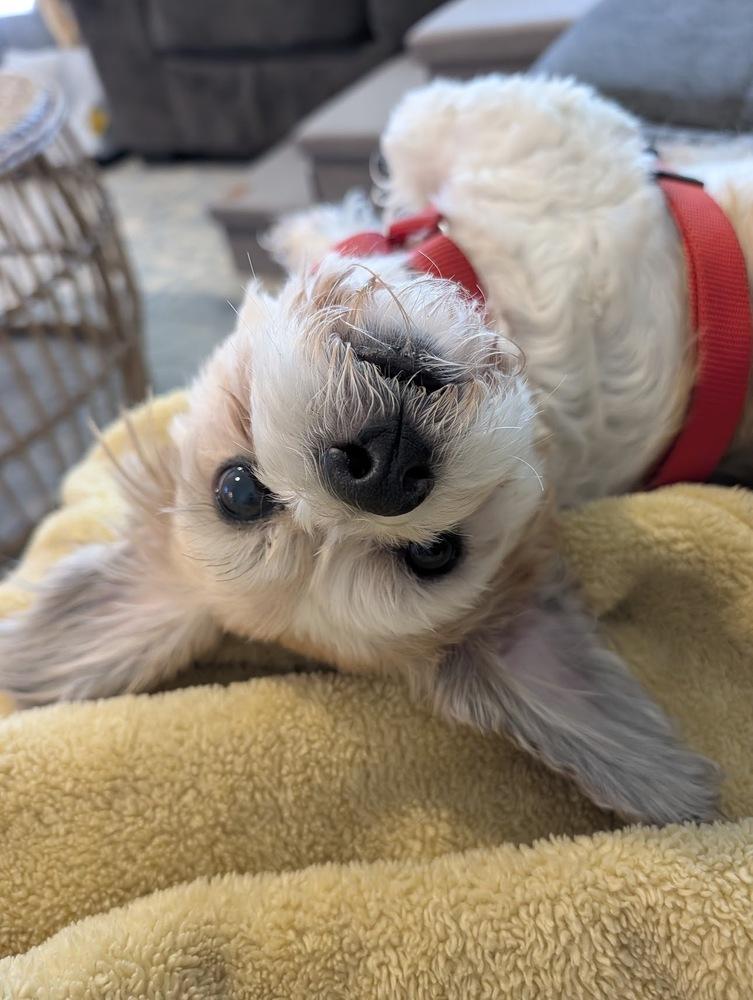 Winter, Adoptable, Adult Male Maltese & Shih Tzu.