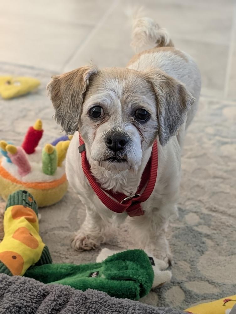 Winter, Adoptable, Adult Male Maltese & Shih Tzu.