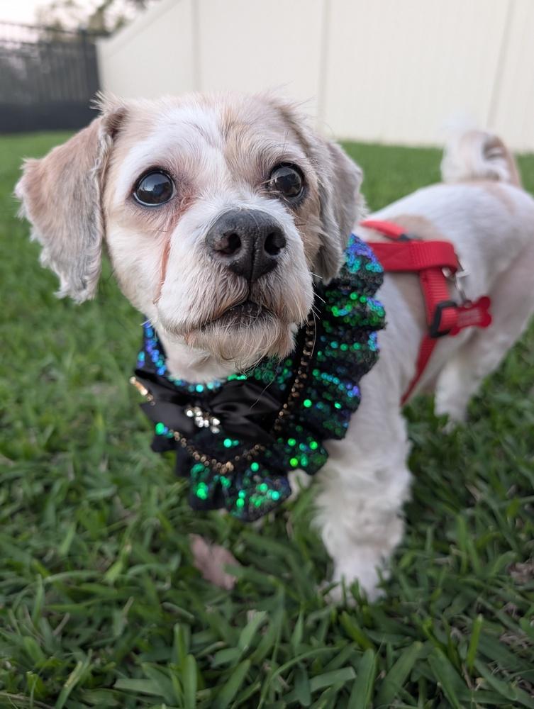 Enlarge Winter, a Adoptable mixed breed in Orlando, FL image 3/6