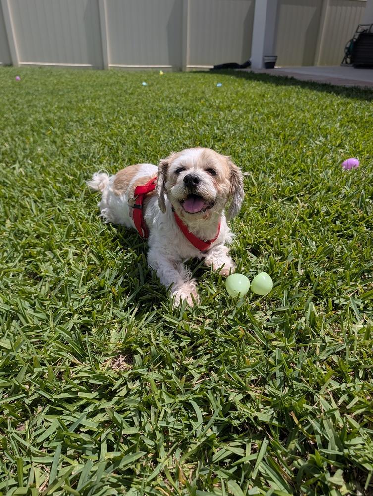 Enlarge Winter, a Adoptable mixed breed in Orlando, FL image 4/6