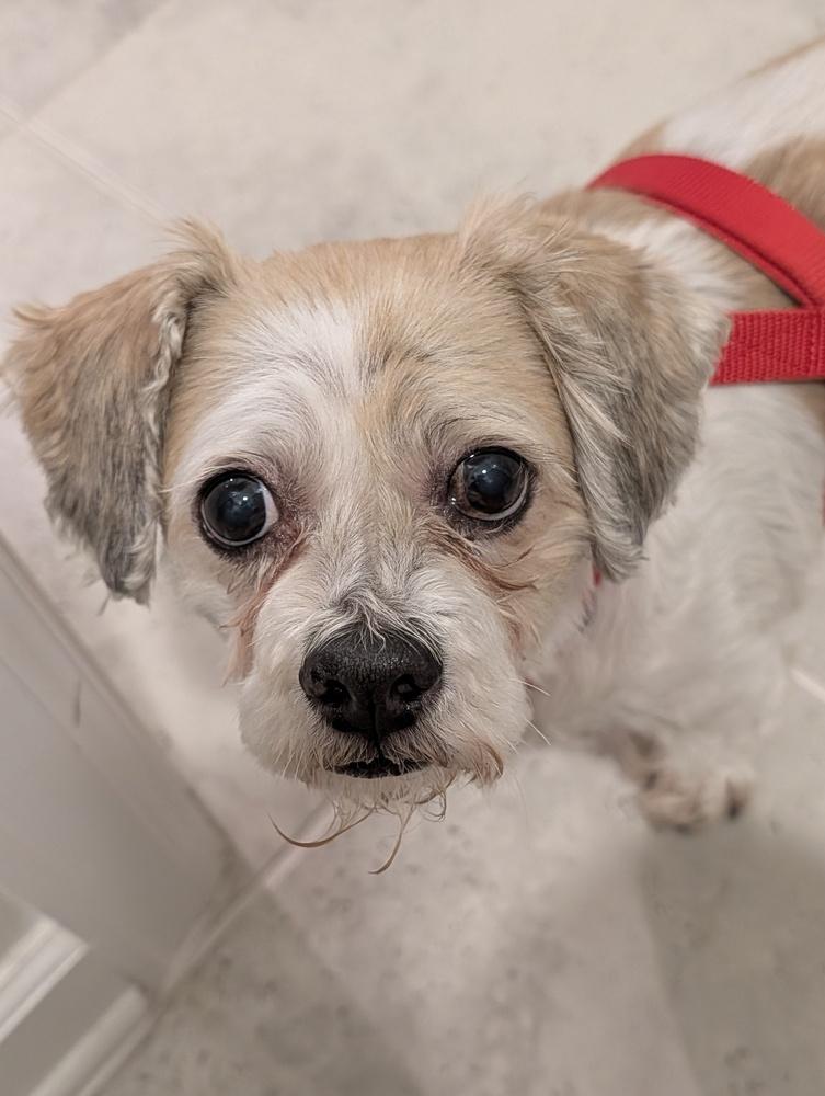 Enlarge Winter, a Adoptable mixed breed in Orlando, FL image 5/6