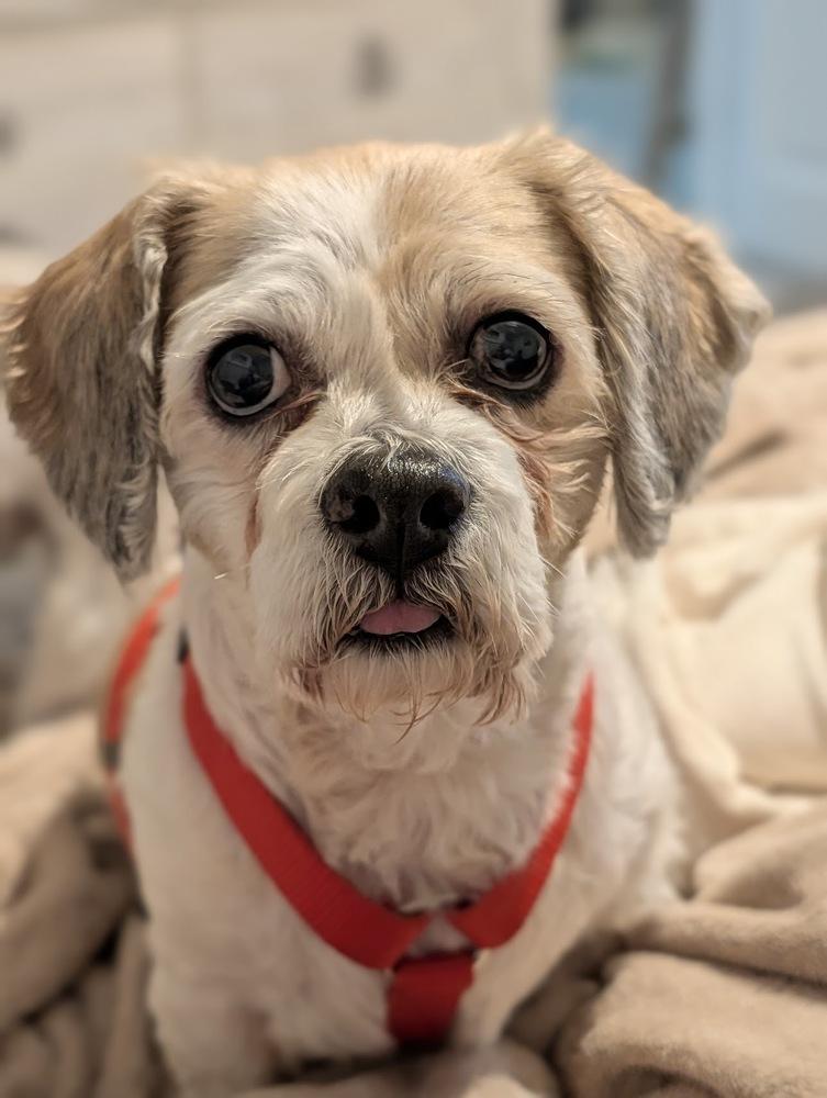 Enlarge Winter, a Adoptable mixed breed in Orlando, FL image 6/6