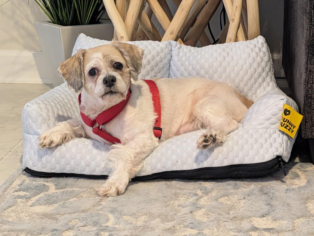 Enlarge Winter, a Adoptable mixed breed in Orlando, FL image 6/6