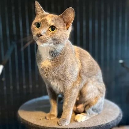 Pastel, a ADOPTABLE American Shorthair in Danbury, CT image 2/2