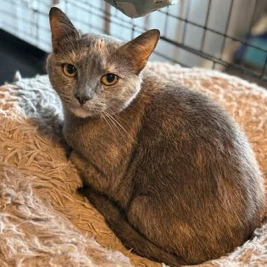Pastel, ADOPTABLE, Young Female American Shorthair.