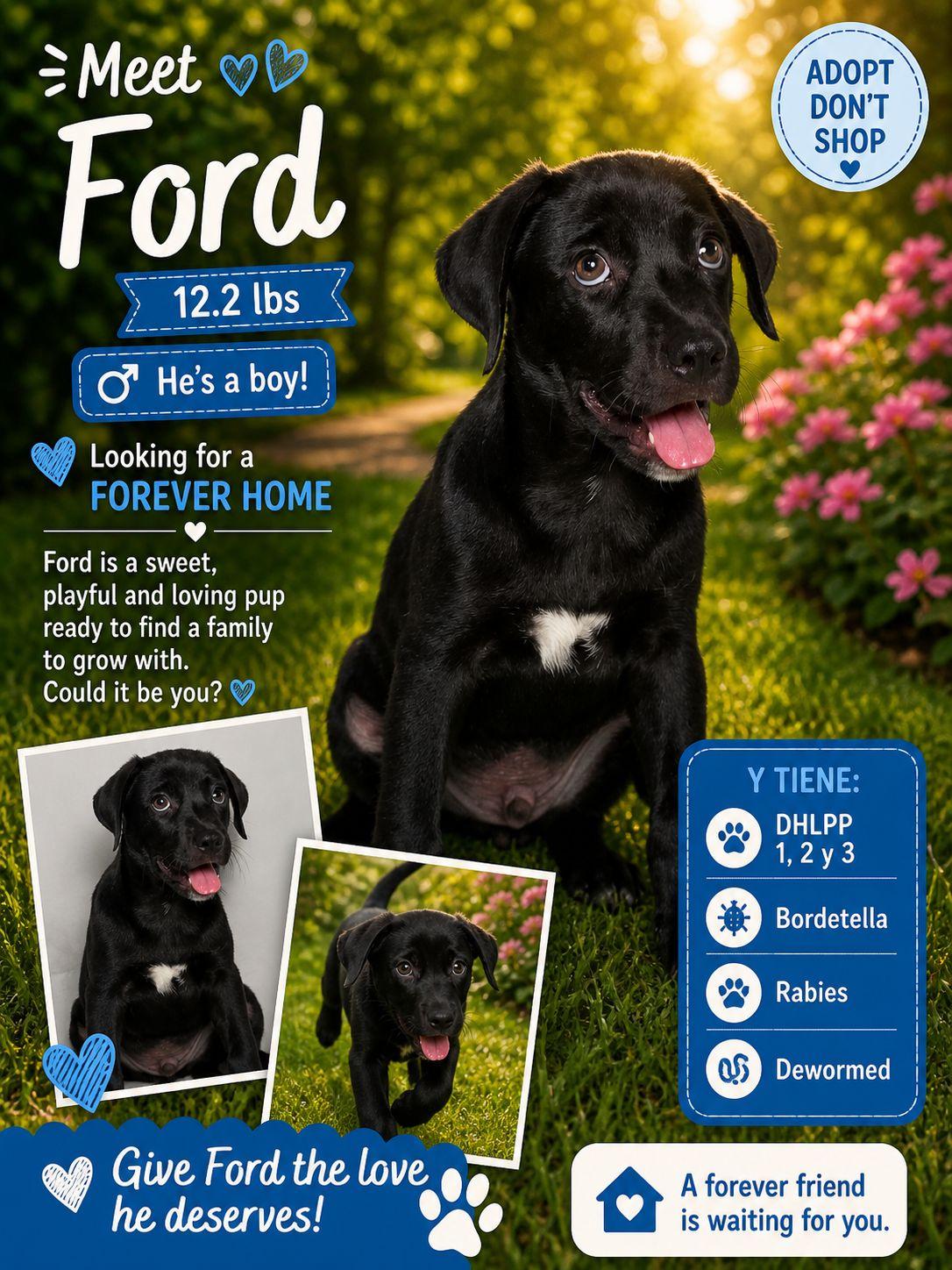 Enlarge Ford, a Adoptable Retriever in Jenkintown, PA image 1/1