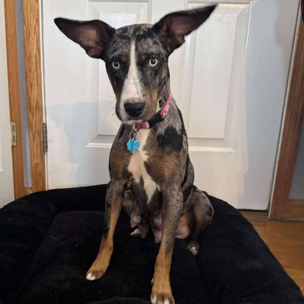 Enlarge Pepper, a Adoptable Catahoula Leopard Dog in Jackson, MO image 1/3