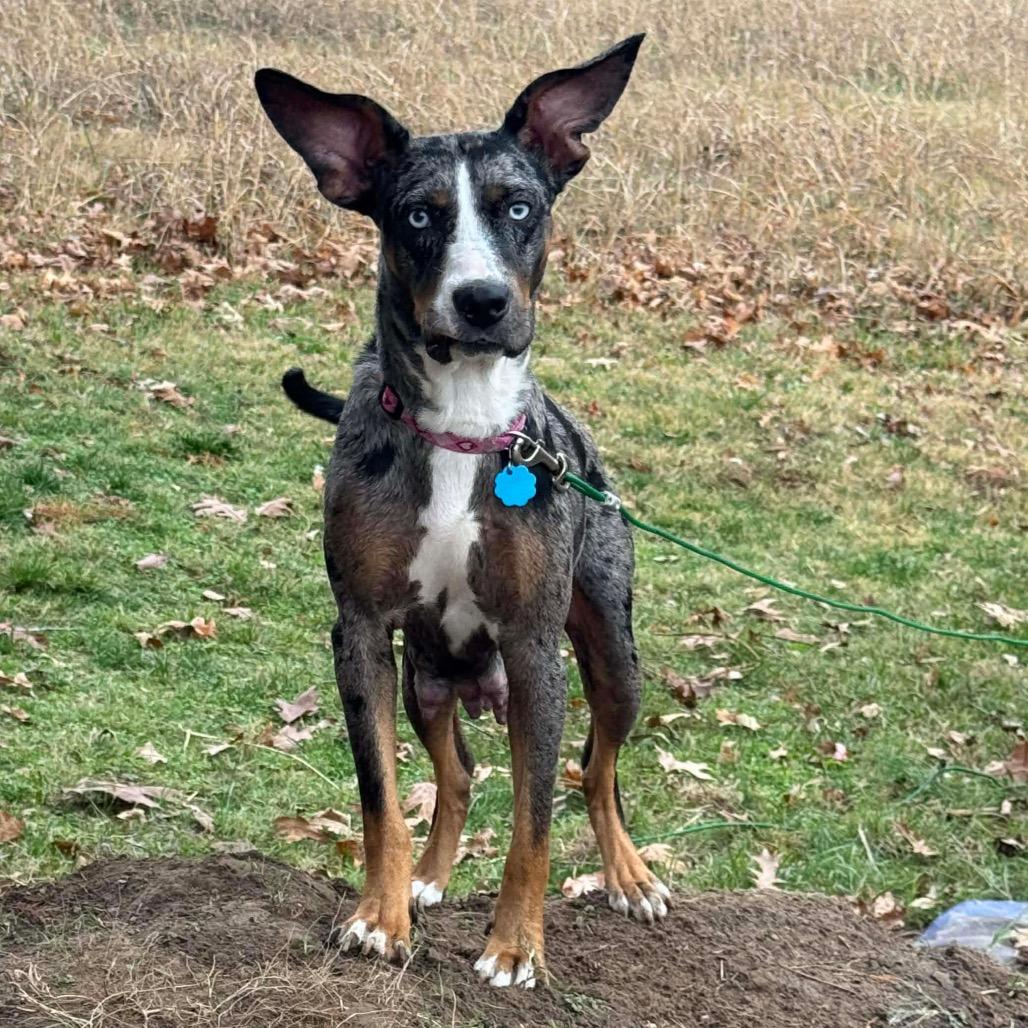Enlarge Pepper, a Adoptable Catahoula Leopard Dog in Jackson, MO image 2/3
