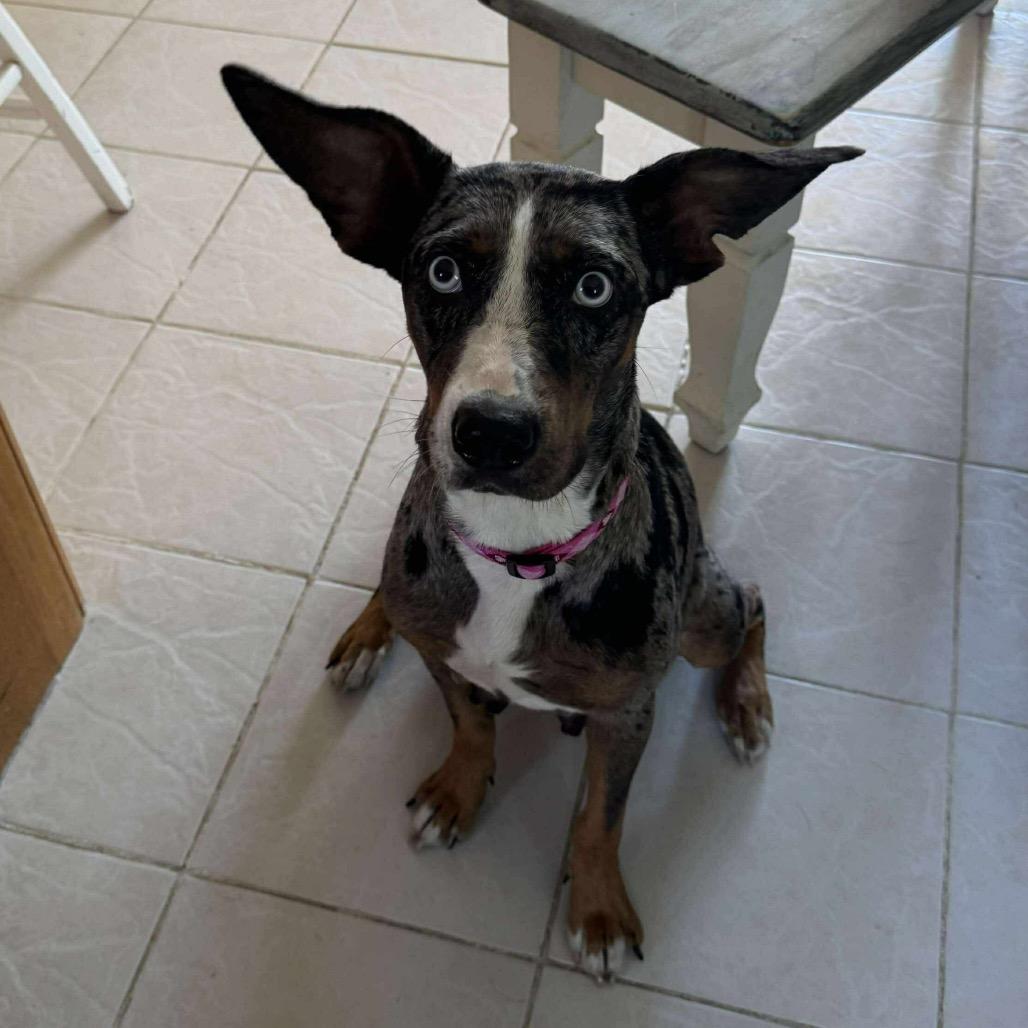 Enlarge Pepper, a Adoptable Catahoula Leopard Dog in Jackson, MO image 3/3