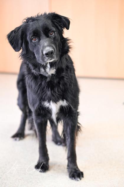 Leo `Moose` — thumbnail 3