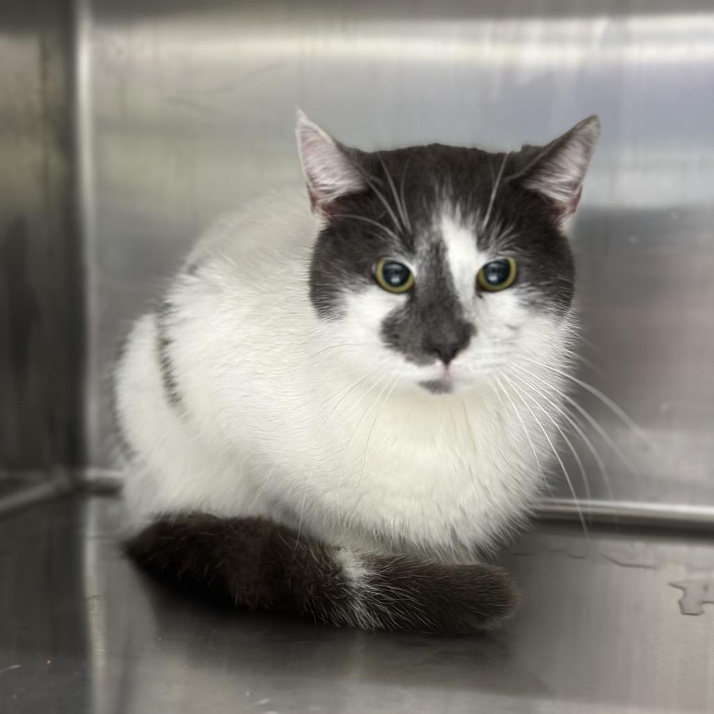 Hunter, Adoptable, Young Male Domestic Short Hair.