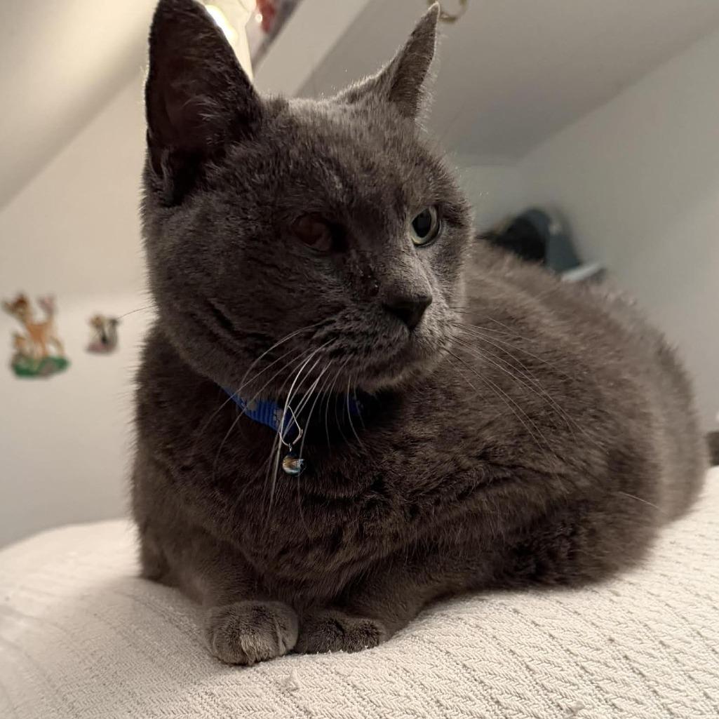 Dumpling, Adoptable, Senior Male Domestic Short Hair.