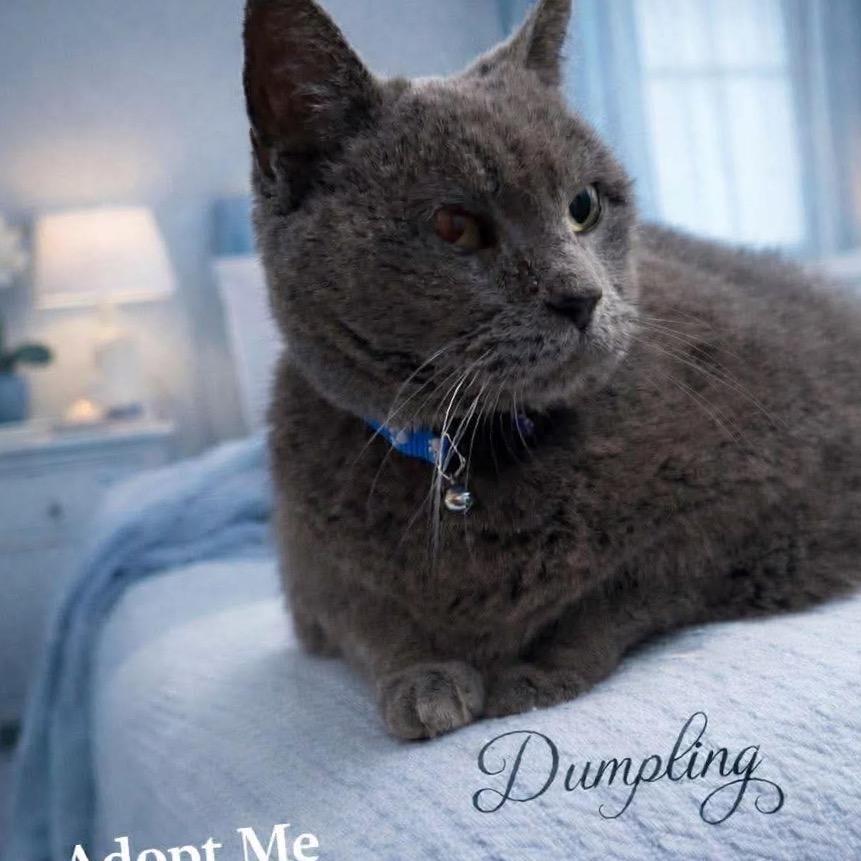 Enlarge Dumpling, a Adoptable Domestic Short Hair in Edwards, IL image 3/5
