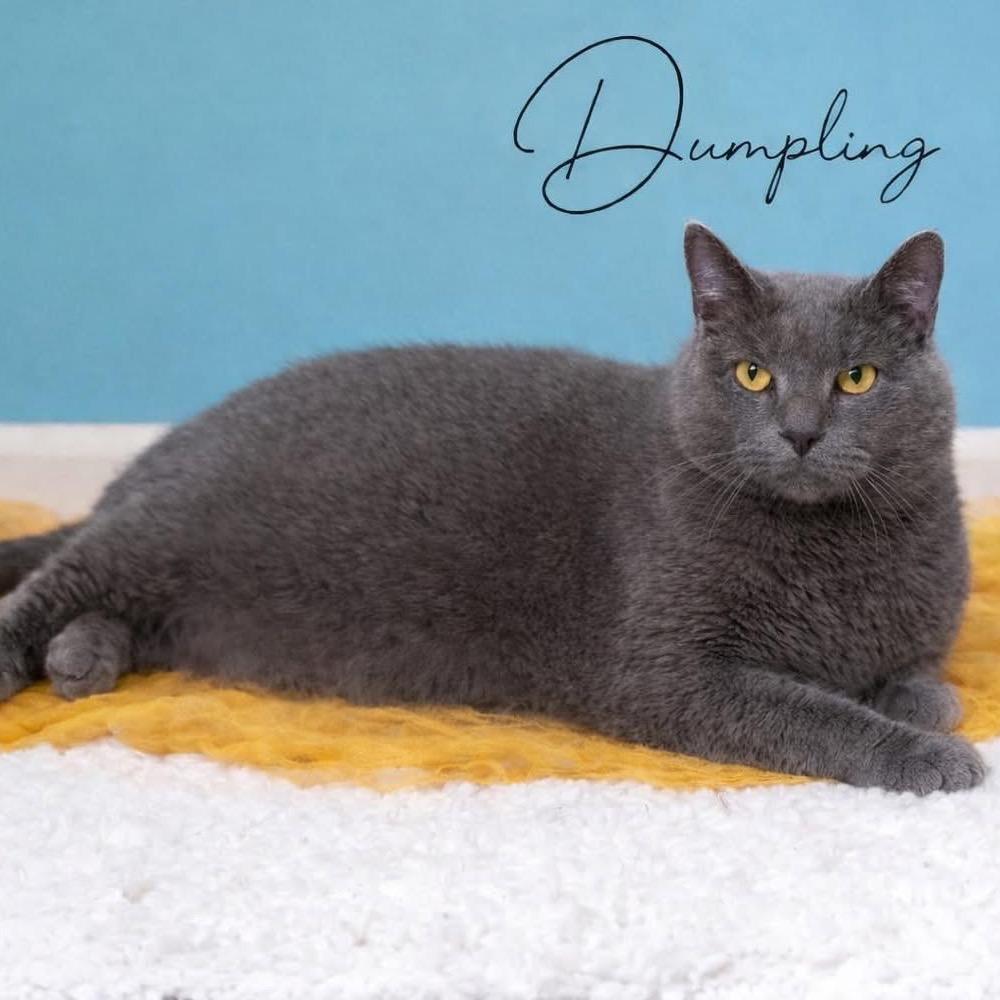 Enlarge Dumpling, a Adoptable Domestic Short Hair in Edwards, IL image 4/5