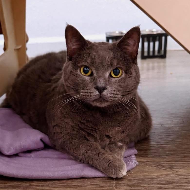 Enlarge Dumpling, a Adoptable Domestic Short Hair in Edwards, IL image 5/5