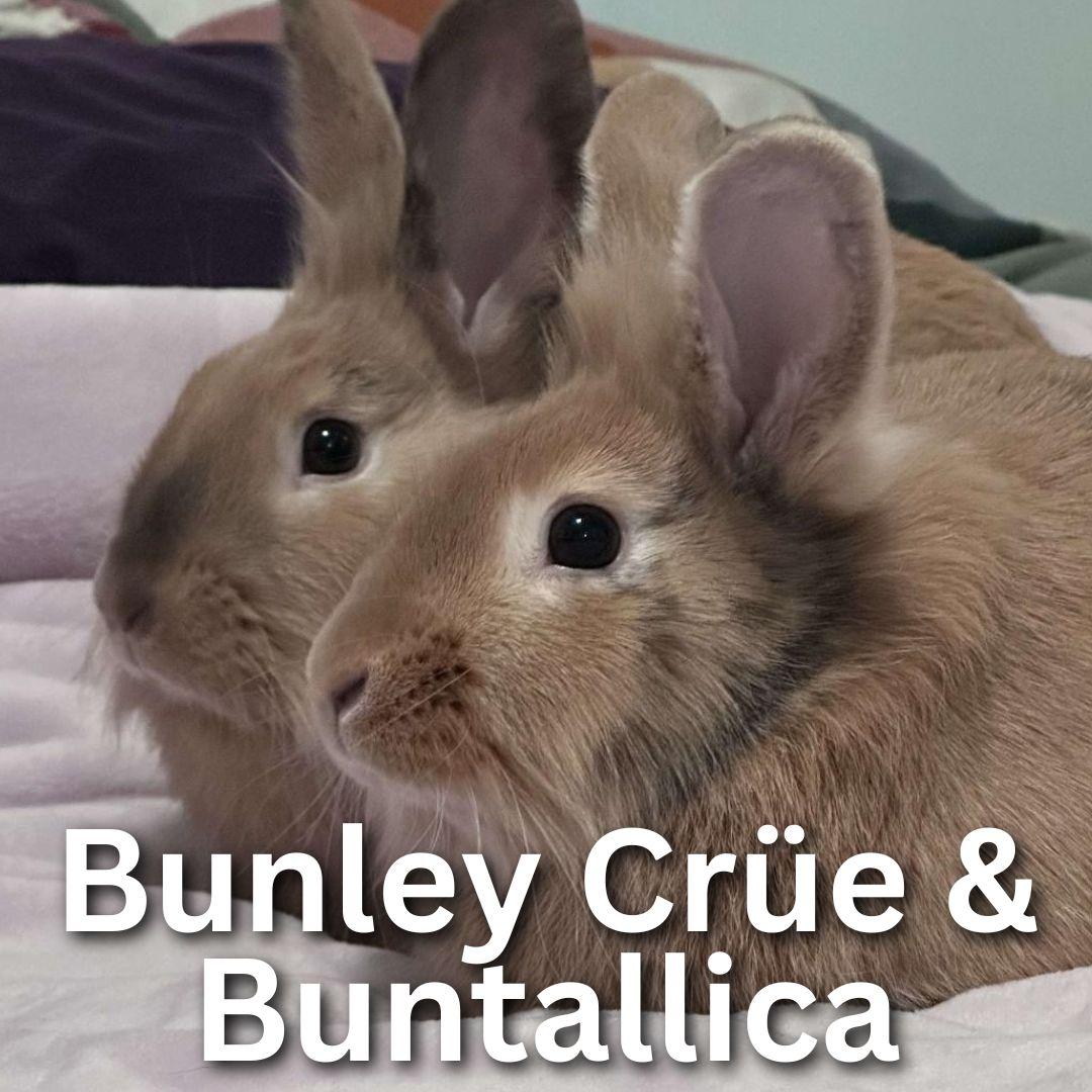 Bunley Crue and Buntallica, a Adoptable mixed breed in Winnipeg, MB image 1/2