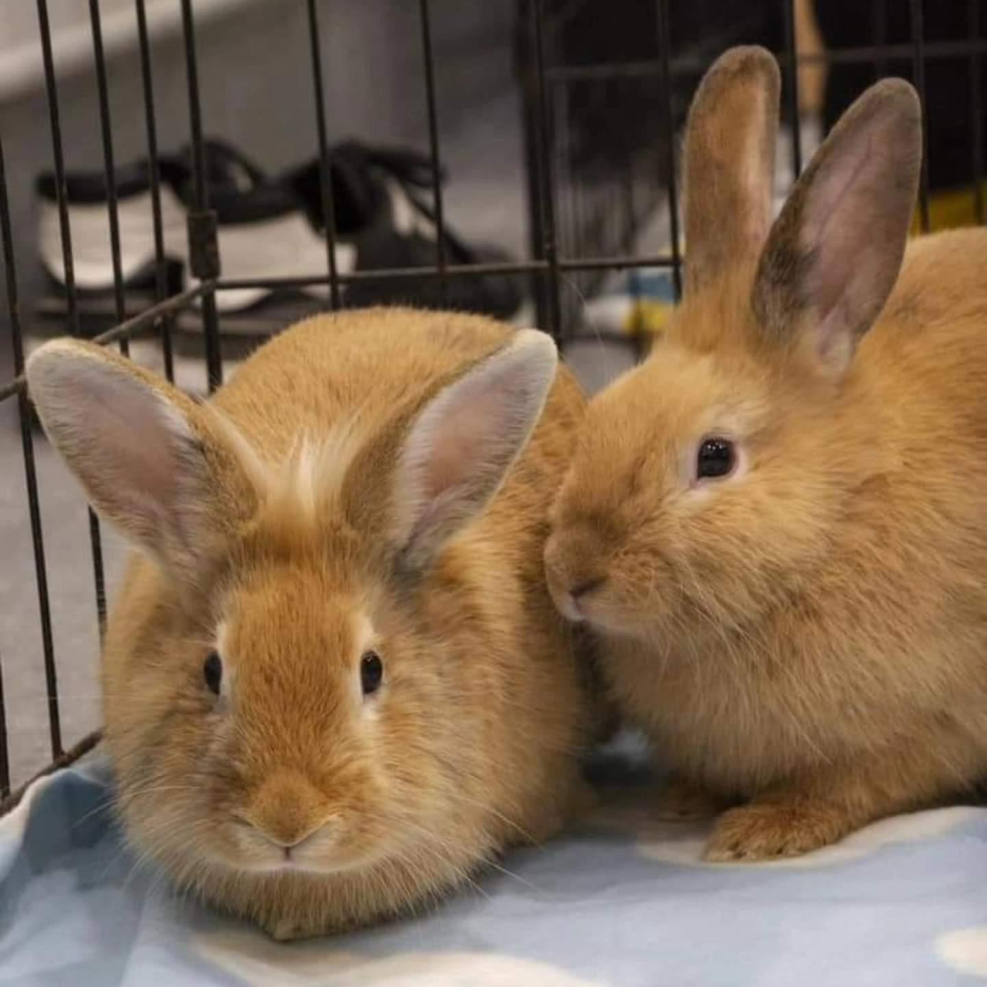 Bunley Crue and Buntallica, a Adoptable mixed breed in Winnipeg, MB image 2/2