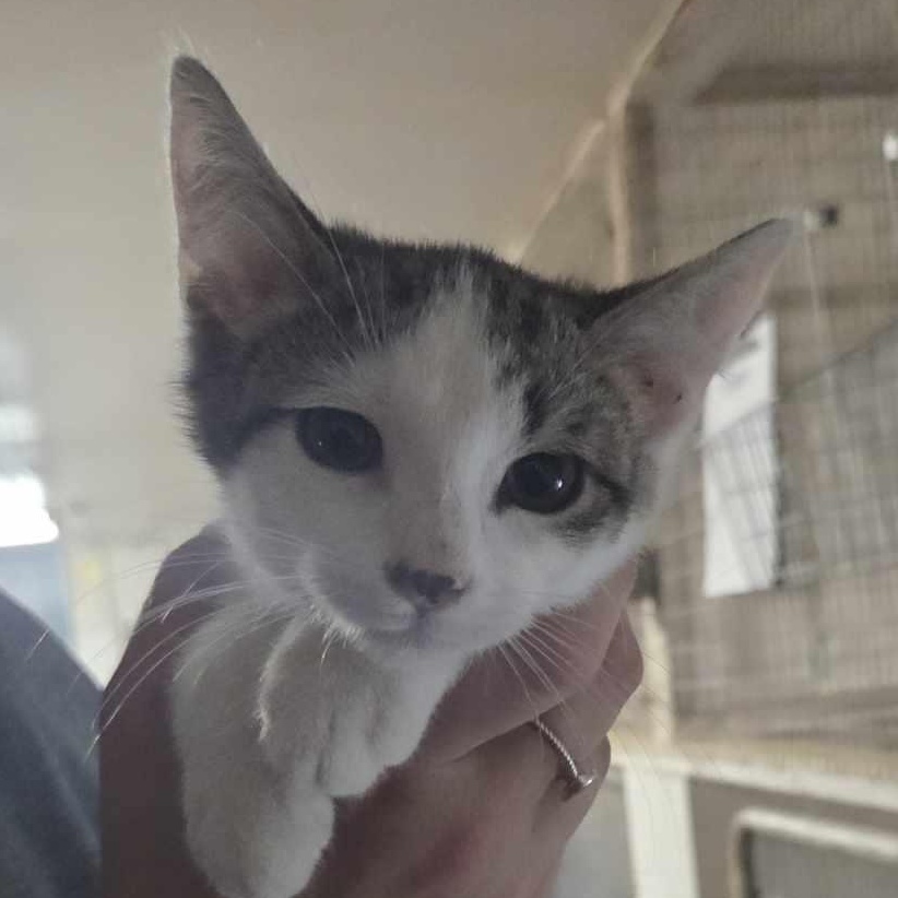 Chipsy, Baby Male Domestic Short Hair